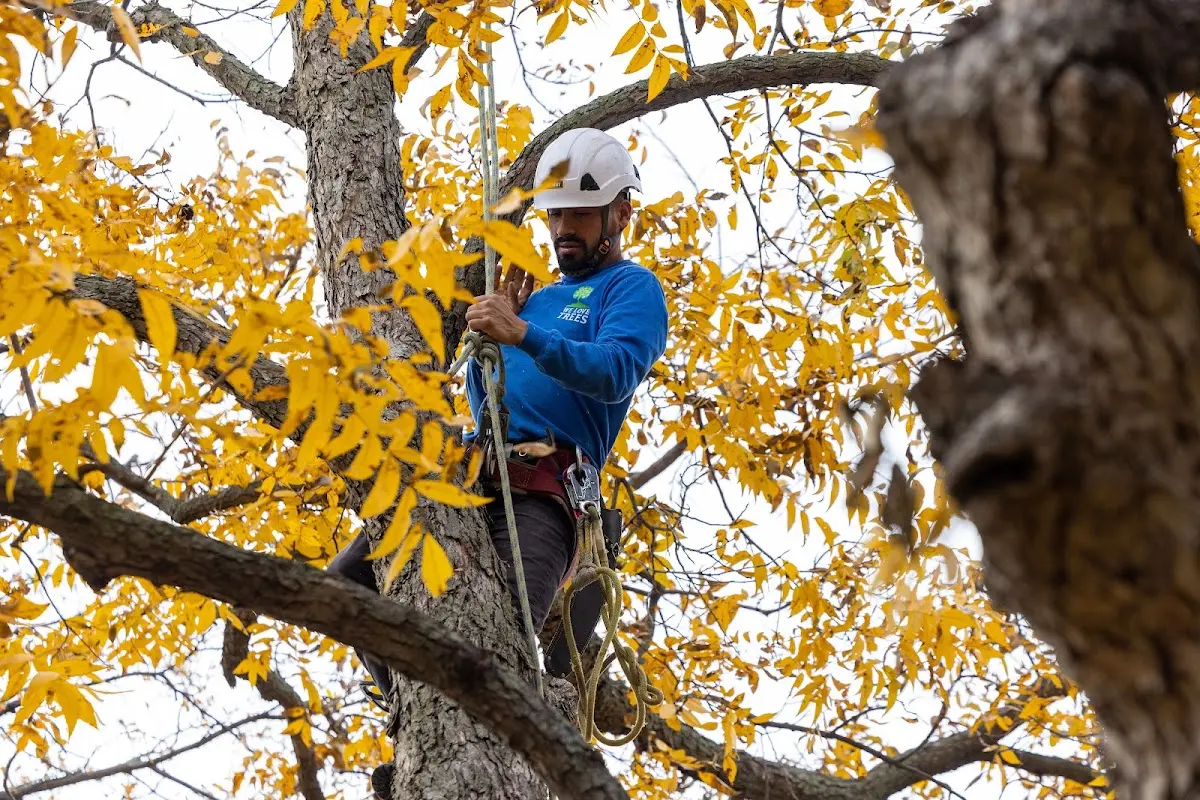 Skilled Tree Pruning crew working in Austinville