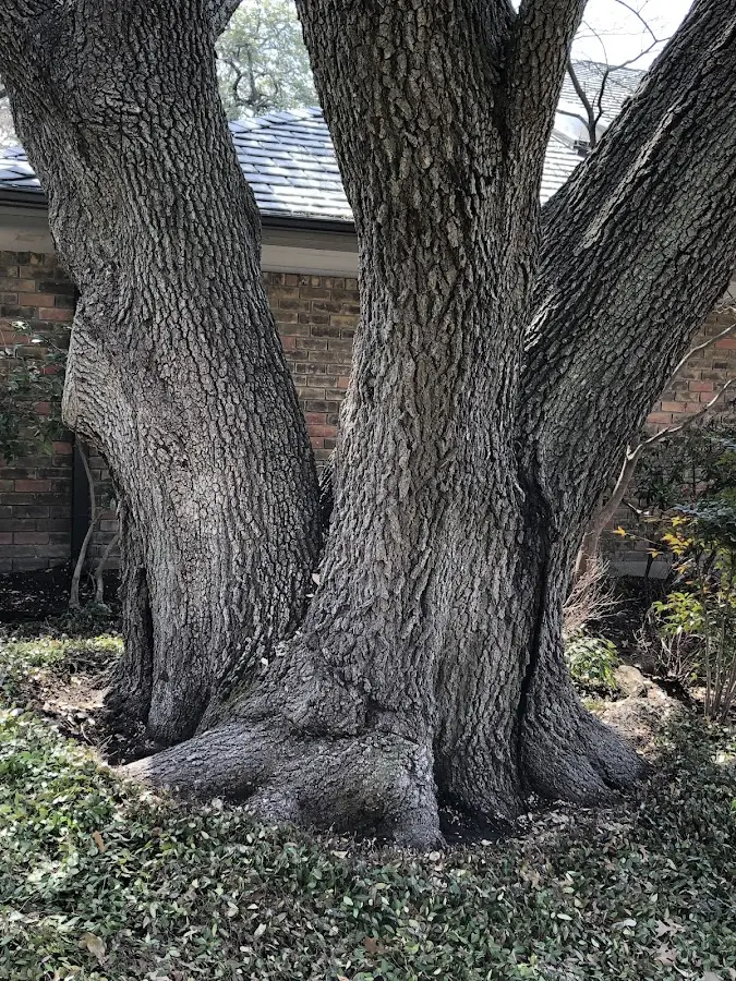Mature heritage tree close to a Austinville property cared for by certified arborists